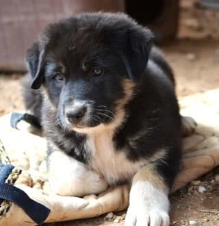 LoynaLamprantor (ΛούναΛαμπραντόρ), female puppy Mixed Breed for adoption at Dogs Voice, Athens