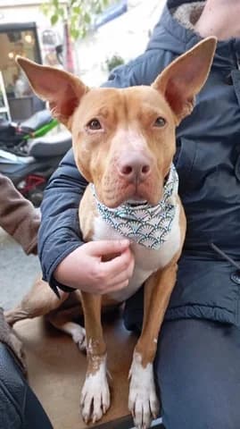 Kiara (Κιαρα), female 3yo Mixed Breed for adoption at Dogs Voice, Athens