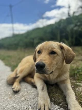 Fotis (Φώτης), male puppy Mixed Breed for adoption at Dogs Voice, Athens