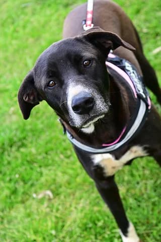 Joy, female puppy Mixed Breed for adoption at Dogs Voice, Athens