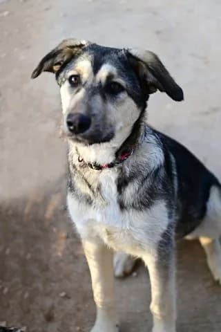 Ήra (Ήρα), female puppy Mixed Breed for adoption at Dogs Voice, Athens