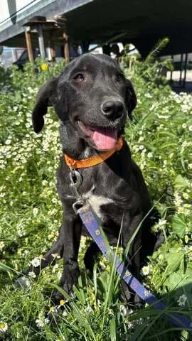 Penny, female puppy Mixed Breed for adoption at Dogs Voice, Athens