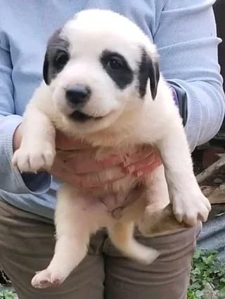 Panda, female puppy Mixed Breed for adoption at Dogs Voice, Athens