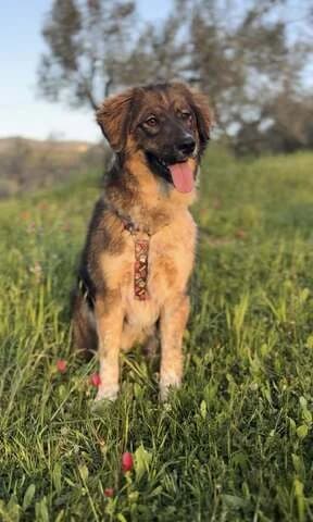 Ballou, female puppy Mixed Breed for adoption at Dogs Voice, Athens