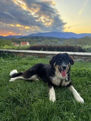 Daffy, male puppy Mixed Breed for adoption at Dogs Voice, Athens