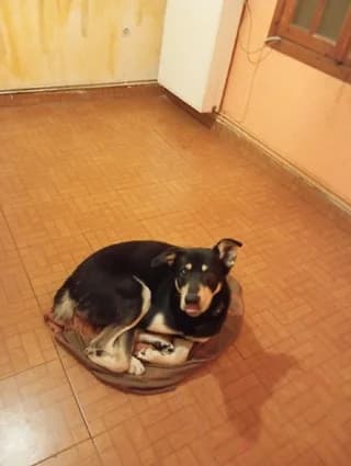 SIMPA (ΣΙΜΠΑ), male 3yo Mixed Breed for adoption at Dogs Voice, Athens
