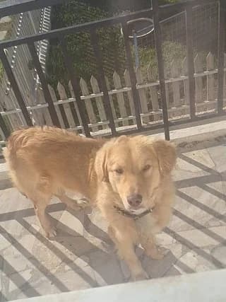 Oscar, male young Mixed Breed for adoption at Dogs Voice, Athens