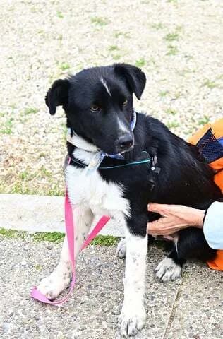PIT (ΠΗΤ), male puppy Mixed Breed for adoption at Dogs Voice, Athens