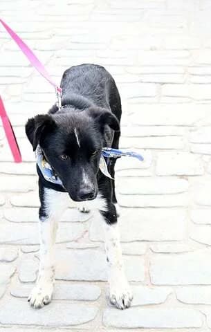 Pit (Πητ), male puppy Mixed Breed for adoption at Dogs Voice, Athens