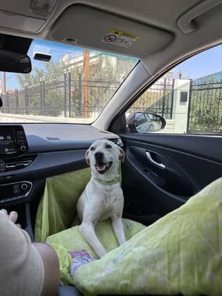 Ayra (Αυρα), female 3yo Mixed Breed for adoption at Dogs Voice, Athens