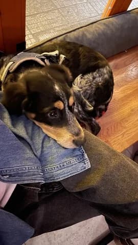 Penny (Πέννυ), female puppy Mixed Breed for adoption at Dogs Voice, Athens