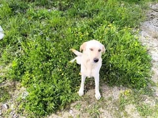 Kokonitsa (Κοκονιτσα), female puppy Mixed Breed for adoption at Dogs Voice, Athens