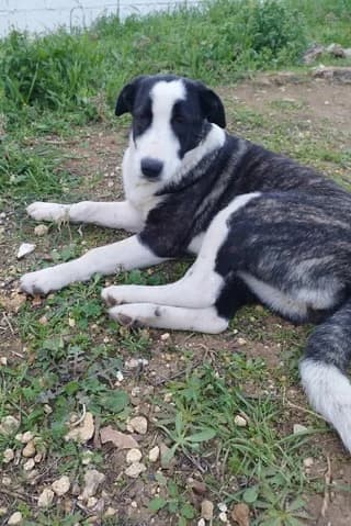 Ageladitsa (Αγελαδίτσα), female puppy Mixed Breed for adoption at Dogs Voice, Athens