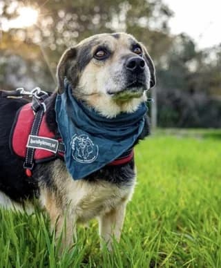 LENON, male 7yo Mixed Breed for adoption at Dogs Voice, Athens