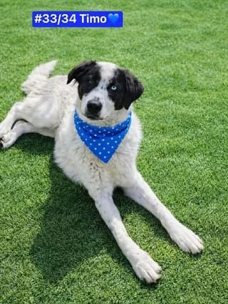 TIMO, male puppy Mixed Breed for adoption at Dogs Voice, Athens