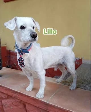LILO, male 3yo Mixed Breed for adoption at Dogs Voice, Athens