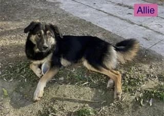 ALLIE, female young Mixed Breed for adoption at Dogs Voice, Athens
