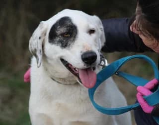Ntagian (Νταγιάν), female 3yo Mixed Breed for adoption at Dogs Voice, Athens