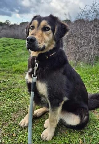 Tekila (Τεκίλα), female 3yo Mixed Breed for adoption at Dogs Voice, Athens