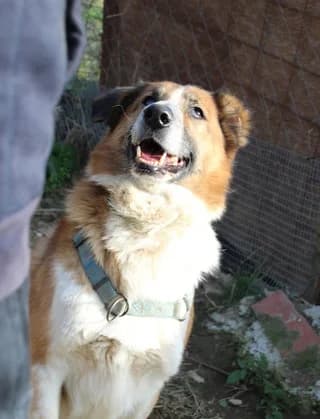 Renti (Ρέντι), male 7yo Mixed Breed for adoption at Dogs Voice, Athens