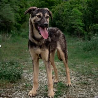Romi (Ρομι), female young Mixed Breed for adoption at Dogs Voice, Athens