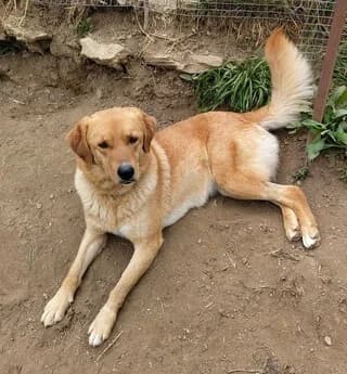 Maila (Μάιλα), female 3yo Mixed Breed for adoption at Dogs Voice, Athens