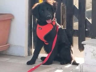 AMARYLLΊS (ΑΜΑΡΥΛΛΊΣ), female puppy Mixed Breed for adoption at Dogs Voice, Athens