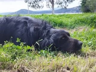 Alex (Αλεξ), male 3yo Mixed Breed for adoption at Dogs Voice, Athens