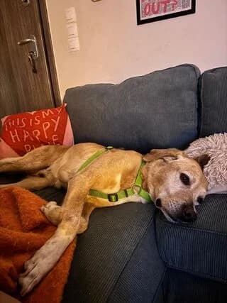 Mproyno (Μπρούνο), male 7yo Mixed Breed for adoption at Dogs Voice, Athens