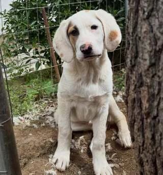 Ammos (Αμμος), male puppy Mixed Breed for adoption at Dogs Voice, Athens
