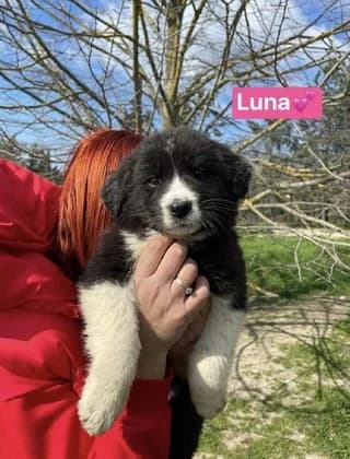 LUNA, female puppy Mixed Breed for adoption at Dogs Voice, Athens