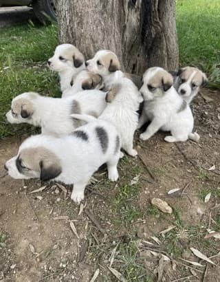 Koytavia (Κουτάβια),  puppy Mixed Breed for adoption at Dogs Voice, Athens