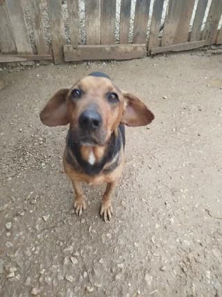 Sara (Σάρα), female 7yo Mixed Breed for adoption at Dogs Voice, Athens