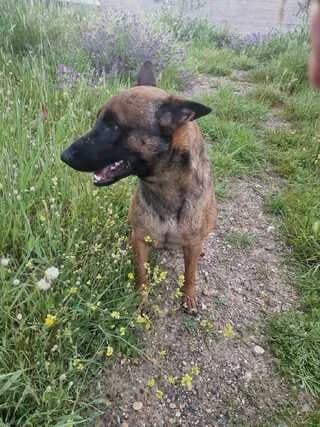 Locky /, male 3yo Mixed Breed for adoption at Dogs Voice, Athens