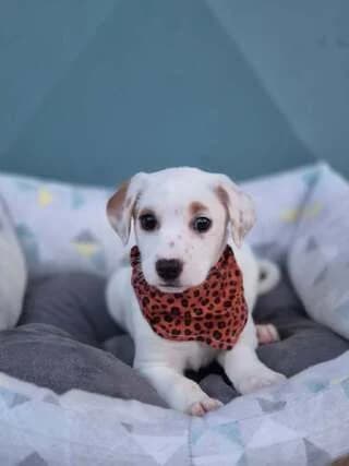 MOYFA (ΜΟΥΦΑ), female puppy Mixed Breed for adoption at Dogs Voice, Athens