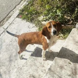 Mpagks (Μπαγκς), male young Mixed Breed for adoption at Dogs Voice, Athens