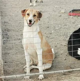 Danai (Δανάη), female young Mixed Breed for adoption at Dogs Voice, Athens