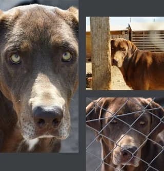 Kanelos (Κανέλος), male 3yo Mixed Breed for adoption at Dogs Voice, Athens