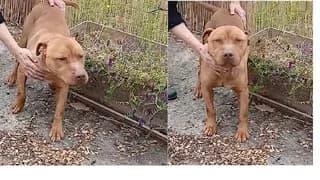 Diego, male 3yo Mixed Breed for adoption at Dogs Voice, Athens