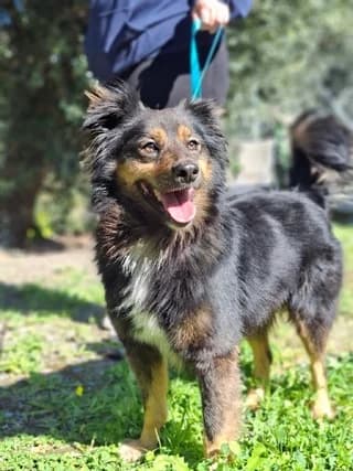 Lenox (Λένοξ), male young Mixed Breed for adoption at Dogs Voice, Athens