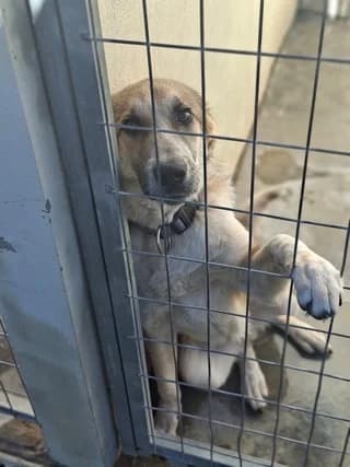 Markos (Μάρκος), male puppy Mixed Breed for adoption at Dogs Voice, Athens