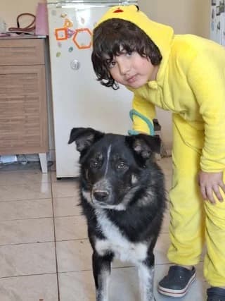 TZESIKA (ΤΖΕΣΙΚΑ), female puppy Mixed Breed for adoption at Dogs Voice, Athens