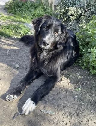 MARLEN, female young Mixed Breed for adoption at Dogs Voice, Athens