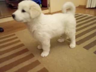 LET 2 minon (ΛΕΤ 2 μηνών), male puppy Mixed Breed for adoption at Dogs Voice, Athens
