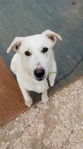 Roymi (Ρούμι), male puppy Mixed Breed for adoption at Dogs Voice, Athens