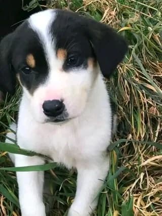 Tzortzina (Τζωρτζίνα), female puppy Mixed Breed for adoption at Dogs Voice, Athens