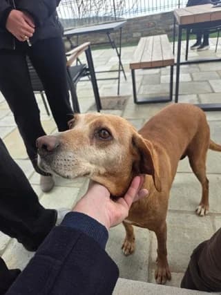 Fanoyritsa (Φανουρίτσα), female 7yo Mixed Breed for adoption at Dogs Voice, Athens