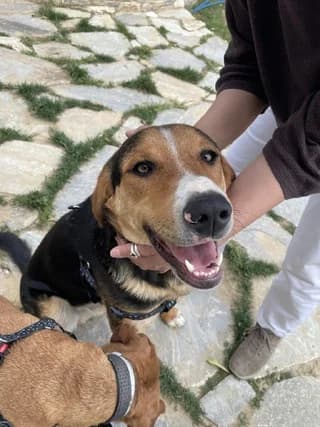 Ramon (Ραμόν),  puppy Mixed Breed for adoption at Dogs Voice, Athens