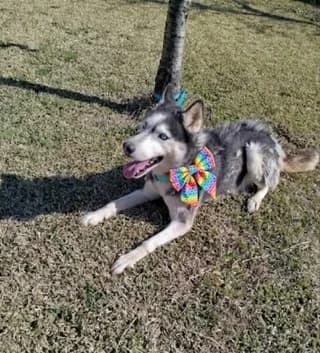 Irma (Ιρμα), female young Mixed Breed for adoption at Dogs Voice, Athens