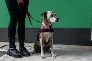IRA (ΗΡΑ), female 7yo Mixed Breed for adoption at Dogs Voice, Athens